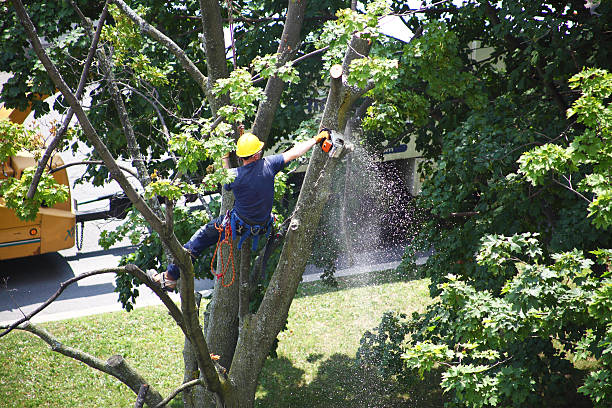 Lawn Pest Prevention in Webster City, IA