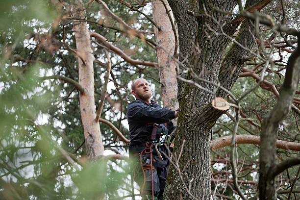 How Our Tree Care Process Works  in  Webster City, IA